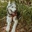Step In Leather Dog Harness