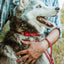 Rolled Leather Quick-Release Dog Collar