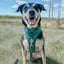 Dog Adjustable Harness - Forest