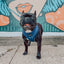 Dog Adjustable Harness - Twilight