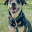 Dog Collar - Forest