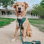 Dog Leash - Forest