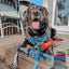 Dog Leash - Hot Wheels™