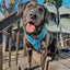 Dog Adjustable Harness - Hot Wheels™