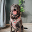 Dog Collar - P.S. I Woof You