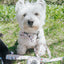 Dog Collar - Spunky Shih Tzus