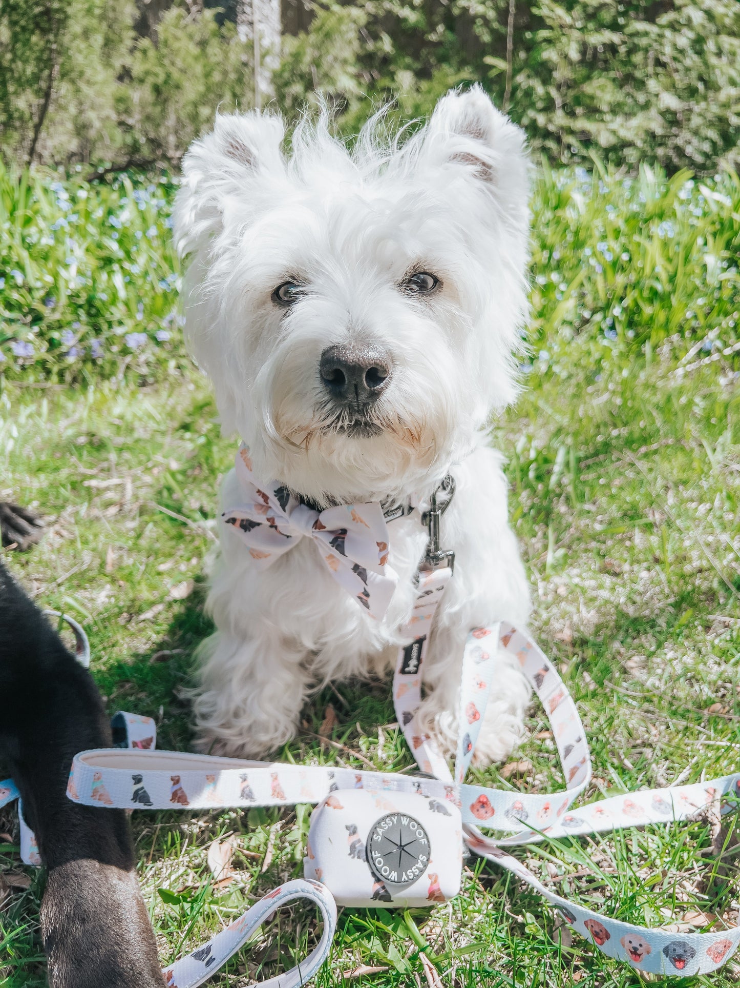 Dog Collar - Spunky Shih Tzus