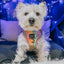 Dog Collar - The Night Life