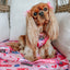 Dog Adjustable Harness - Mean Girls™