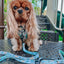 Dog Adjustable Harness - STAR WARS™ The Child™