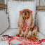Dog Adjustable Harness - Hello Kitty® Red Classic