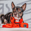 Dog Leash - Neon Red