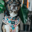 Dog Collar - Mixed With Love