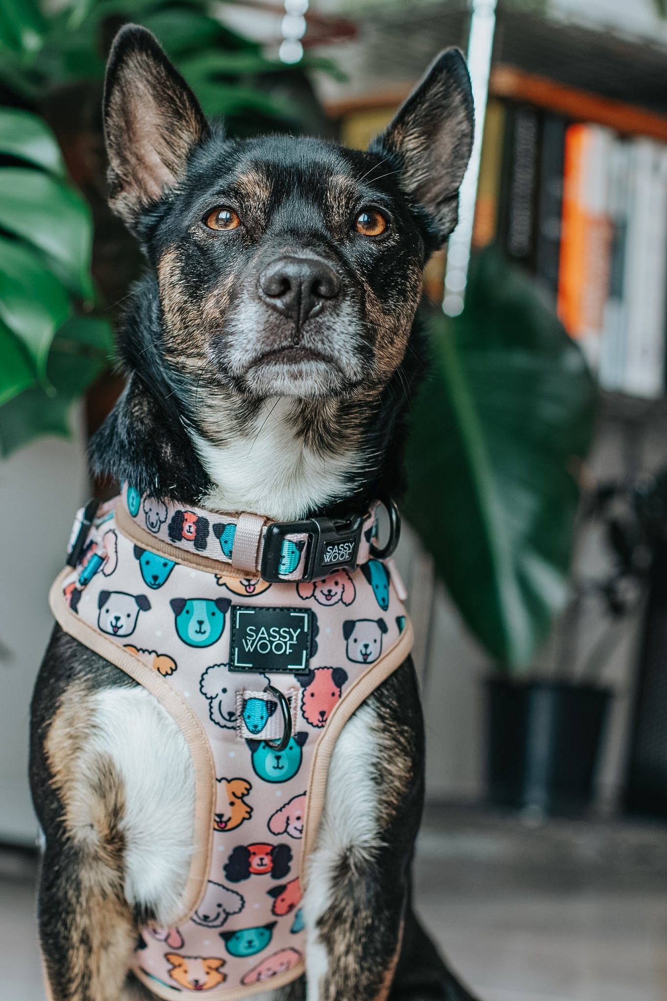 Dog Collar - Mixed With Love