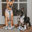 Dog Collar - Mixed With Love