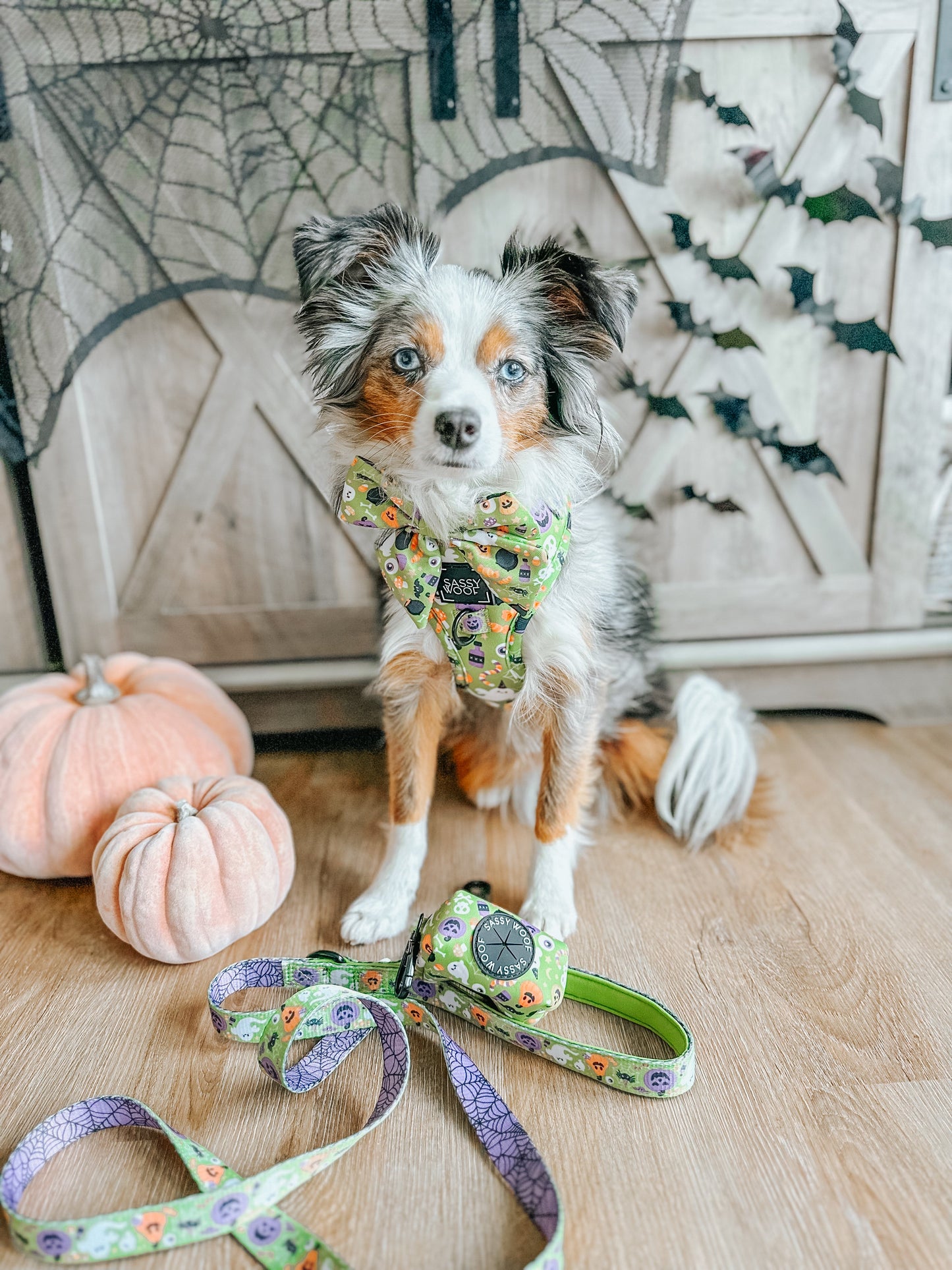 Dog Collar - Haunt Mess