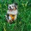 Dog Adjustable Harness - Sunflower Fields