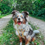 Dog Step-In Harness - Sunflower Dreams