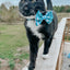 Cat Collar - Purrs & Petals