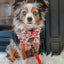 Dog Adjustable Harness - Hot Cocoa Club