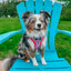 Dog Adjustable Harness - Looney Tunes™ Pink