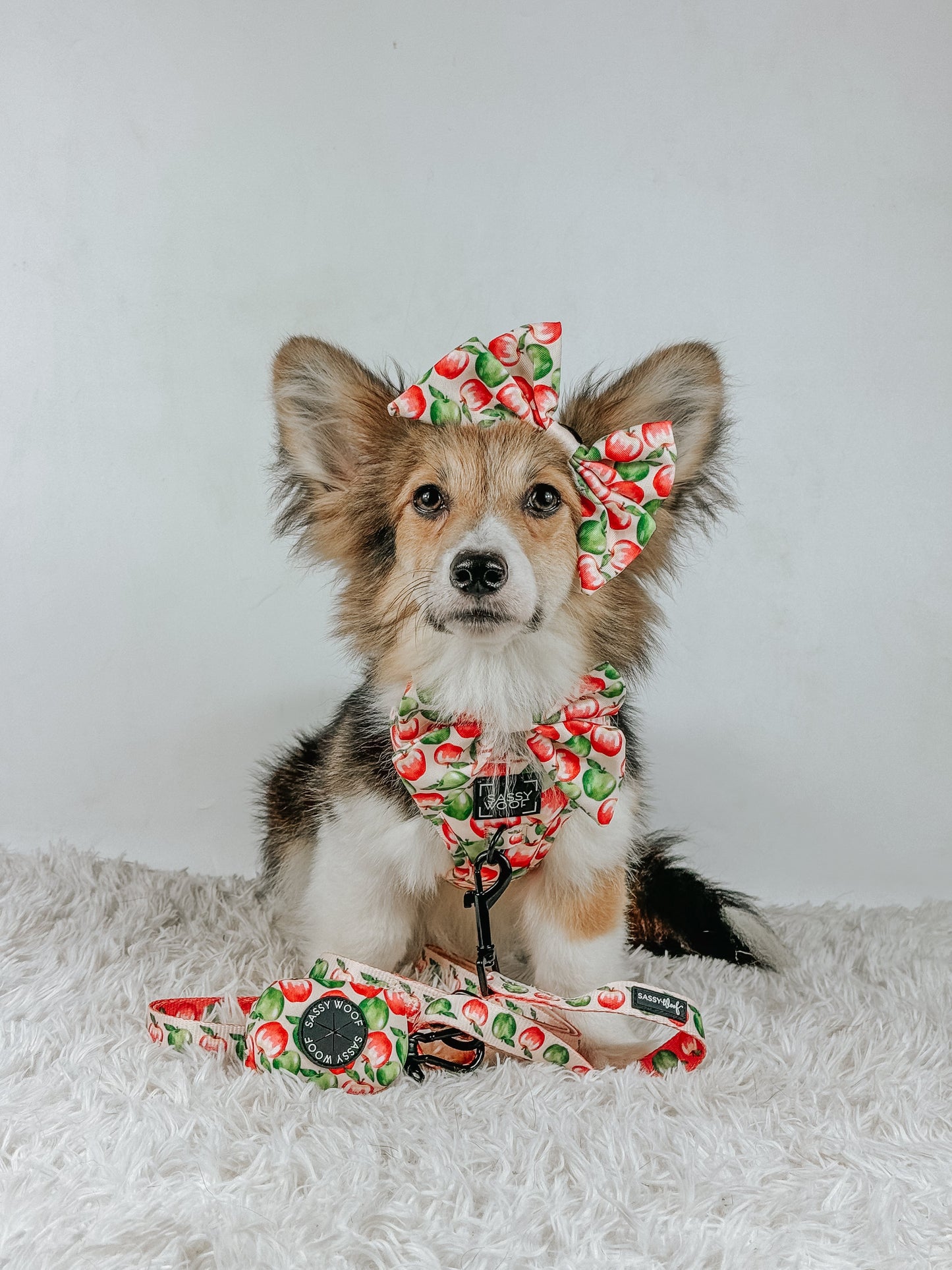 Dog Leash  - Apple of My Eye