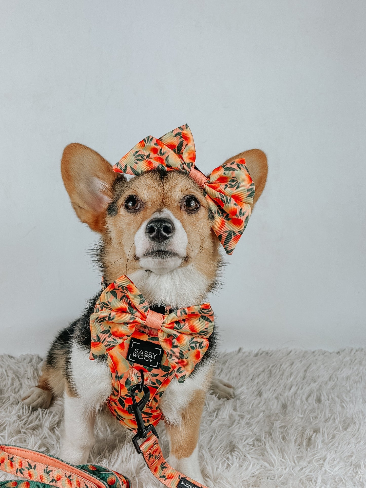 Dog Collar - Mango Tango