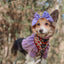 Dog Adjustable Harness - Chocolate Milk
