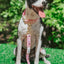 Dog Leash - STAR WARS™ Princess Leia