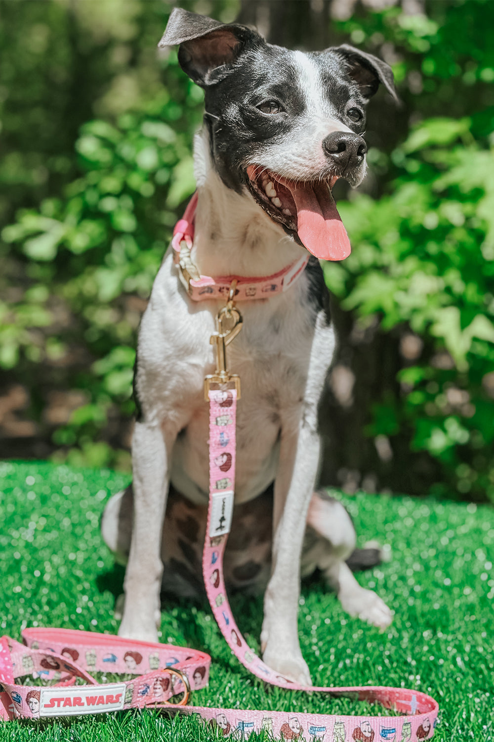 Dog Collar - STAR WARS™ Princess Leia