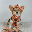 Dog Leash  - Mango Tango