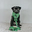 Dog Adjustable Harness - Kiwi Krazy