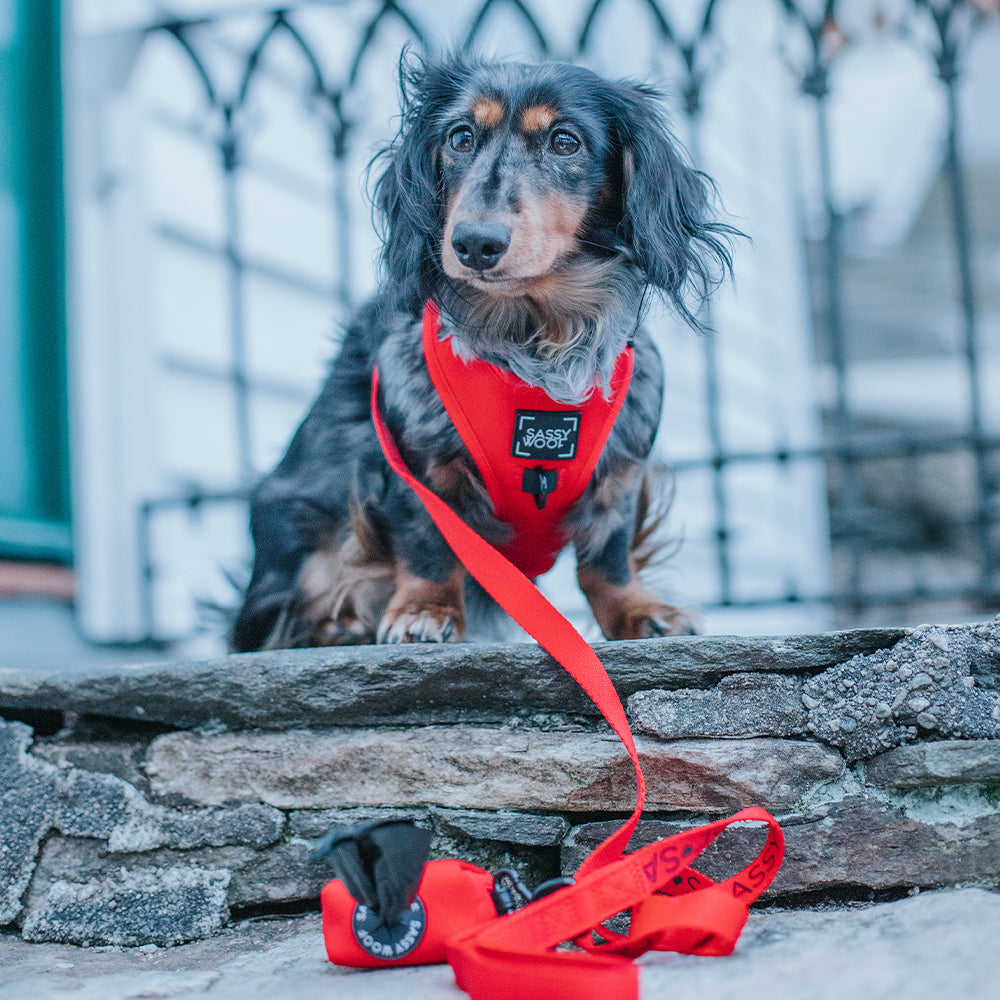 Dog Adjustable Harness - Neon Red
