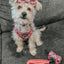 Dog Collar - I Chews You
