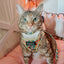Cat Collar - Zest Friends