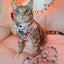 Cat Step-In Harness - Smitten Kittens