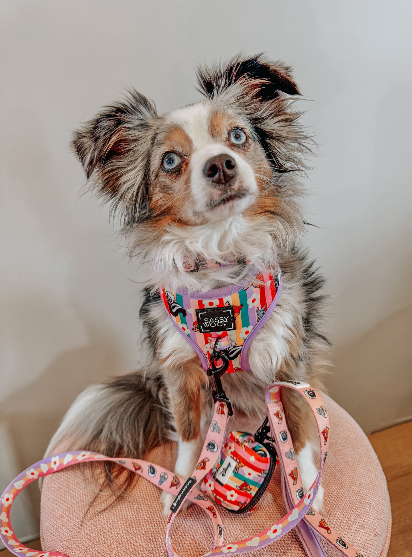 Dog Collar - Disney's Bambi