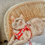 Cat Bundle - Hello Kitty® Red Classic