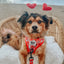 Dog Adjustable Harness - Hello Kitty® Red Classic