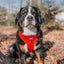 Dog Adjustable Harness - Neon Red
