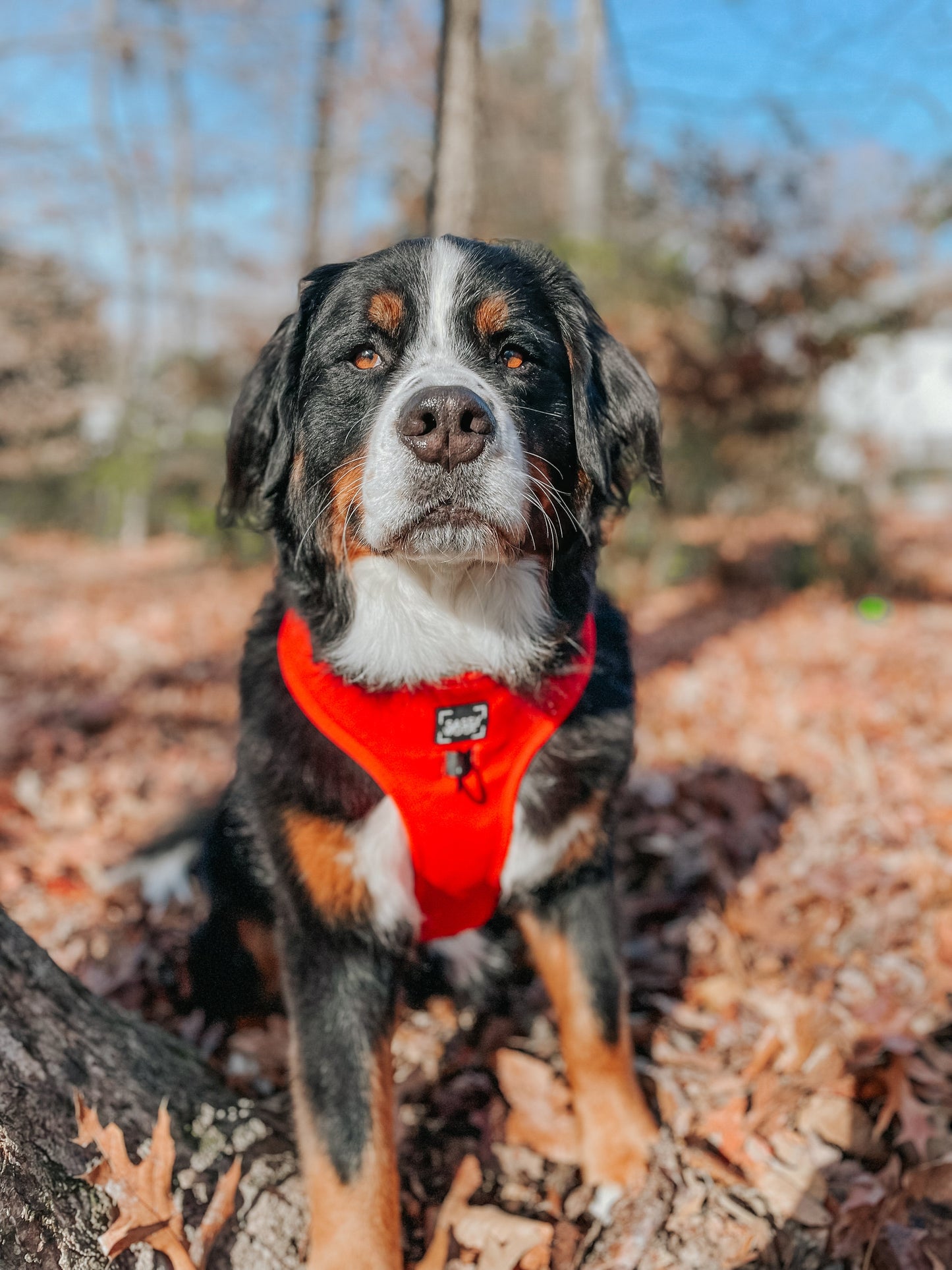 Dog Adjustable Harness - Neon Red
