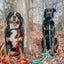 Dog Collar - Neon Red