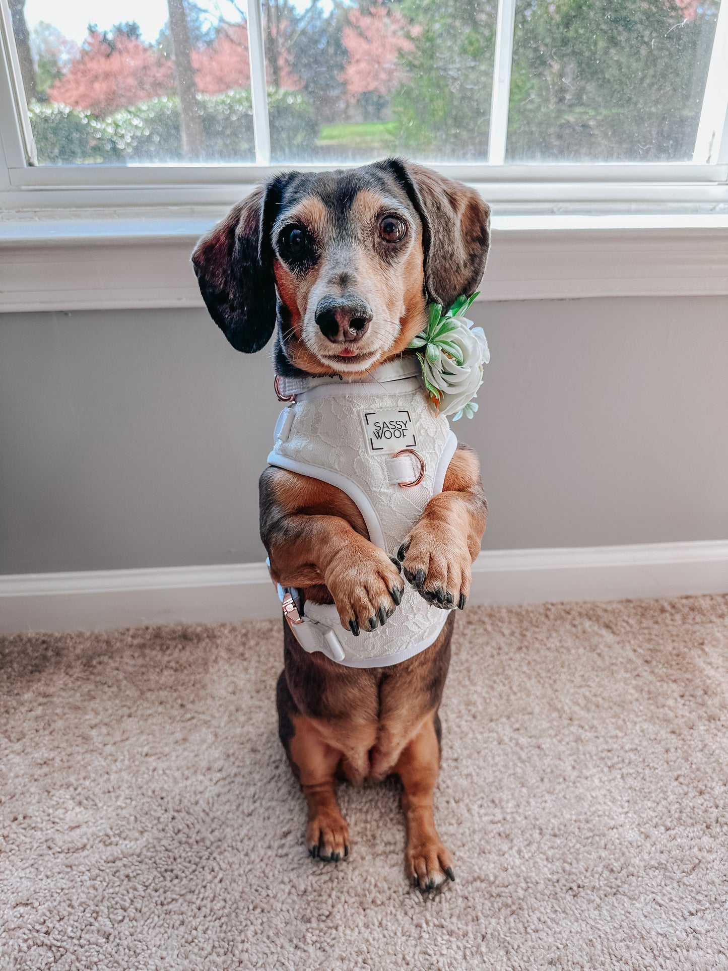 Dog Adjustable Harness - Pup of Honor