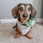 Dog Collar - Pup of Honor