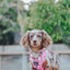 Dog Adjustable Harness - Mykonos