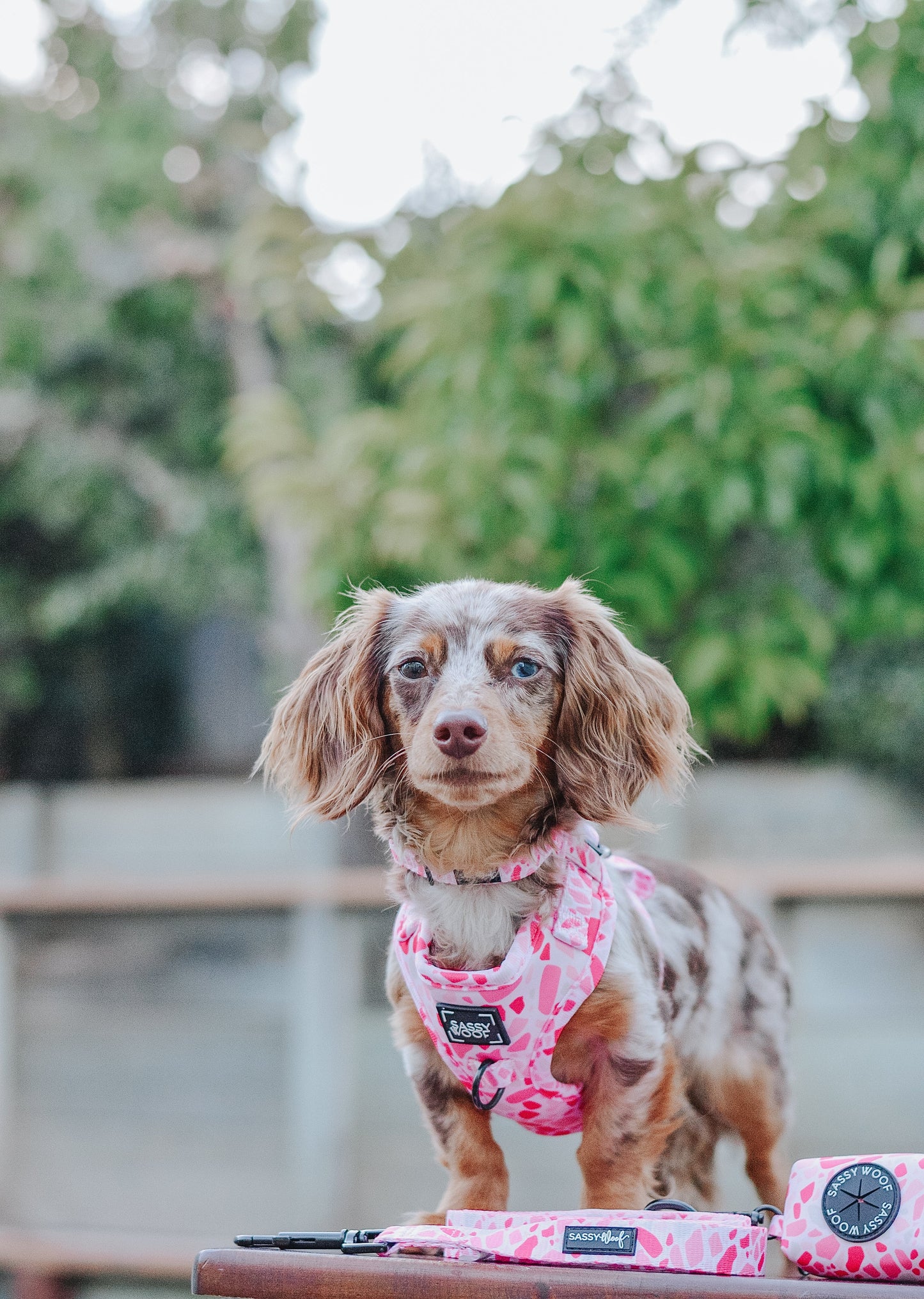 Dog Adjustable Harness - Mykonos