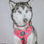 Dog Adjustable Harness - The Powerpuff Girls™ (Love)