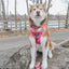 Dog Adjustable Harness - The Powerpuff Girls™ (Love)