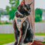 Cat Step-In Harness - Sunflower Dreams
