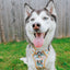 Dog Step-In Harness - Sunflower Dreams